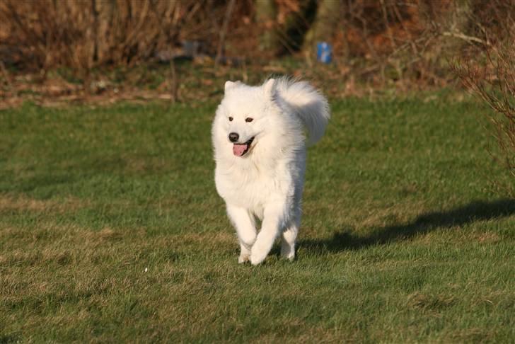 Samojedhund Gizmo billede 4