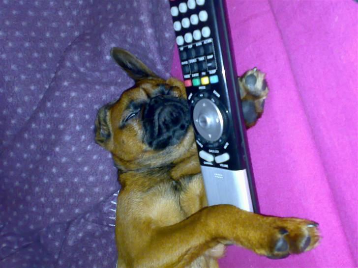 Griffon petit brabancon mingus billede 1