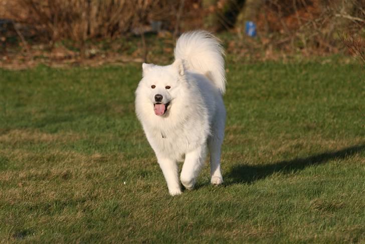 Samojedhund Gizmo billede 5