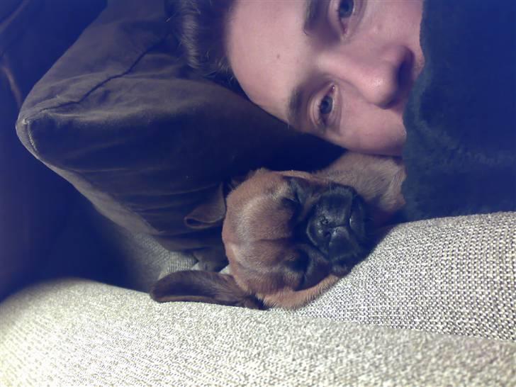 Griffon petit brabancon mingus billede 2