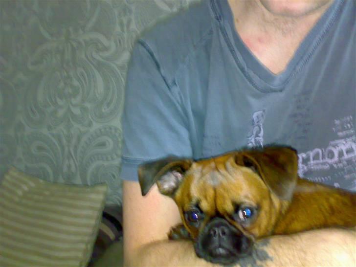 Griffon petit brabancon mingus billede 3