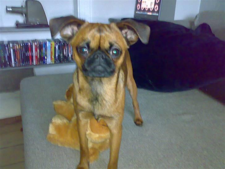 Griffon petit brabancon mingus billede 4