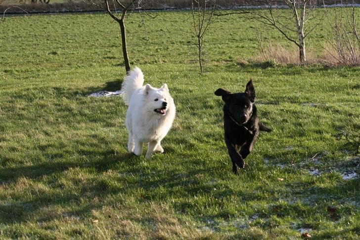 Samojedhund Gizmo billede 6