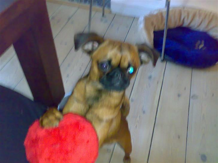 Griffon petit brabancon mingus billede 6