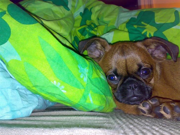 Griffon petit brabancon mingus billede 7