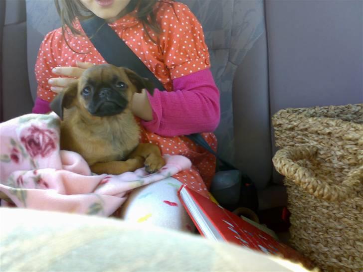 Griffon petit brabancon mingus billede 8