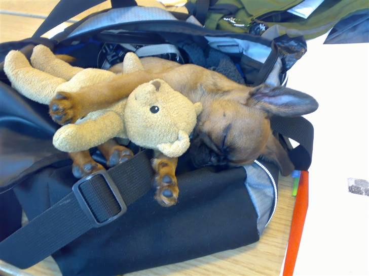 Griffon petit brabancon mingus billede 9