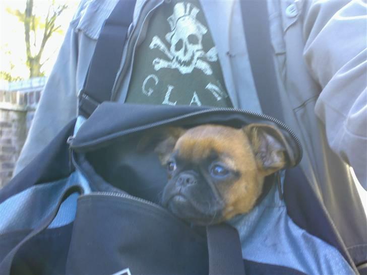 Griffon petit brabancon mingus billede 11