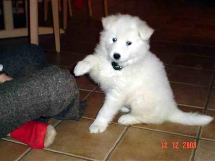 Samojedhund Gizmo - Den yndigste lille bamse.. er han ik sød? billede 7