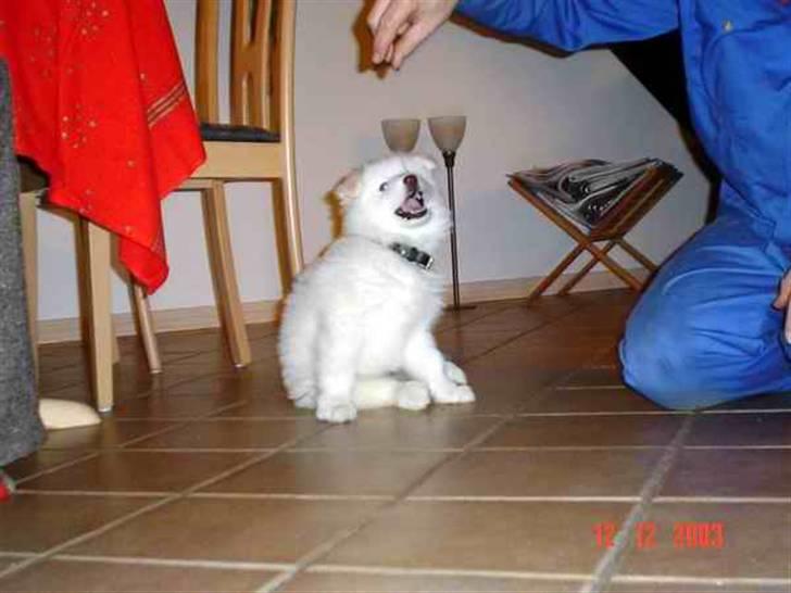 Samojedhund Gizmo - Gizmo som hvalp - er han ikke bare for kær?? billede 8