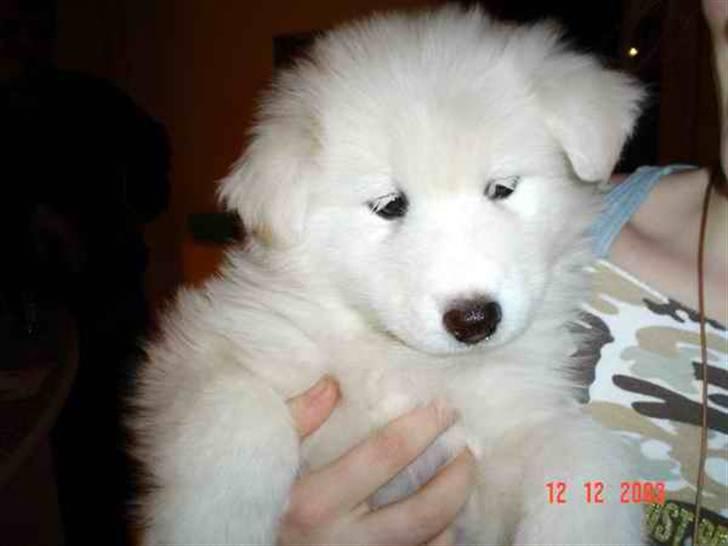 Samojedhund Gizmo - lille Giz.. nåååårh... billede 9