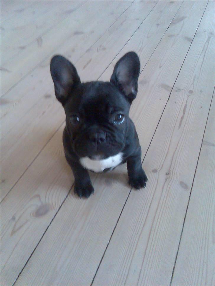Fransk bulldog Ducal - YES endelig lykkedes det at tage et billede når jeg sidder pænt...;) billede 1