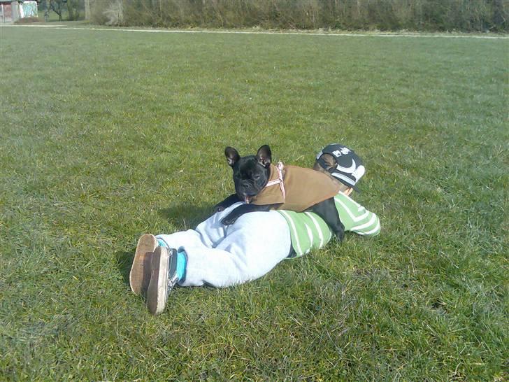 Fransk bulldog Ducal - Ku jo osse bare lige tage en slapper...;) billede 2