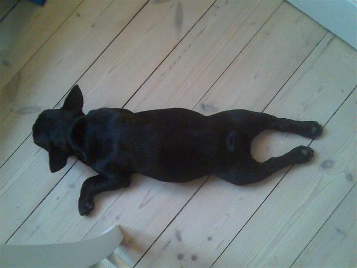 Fransk bulldog Ducal - Altså når jeg skal sove så skal jeg sove... billede 3