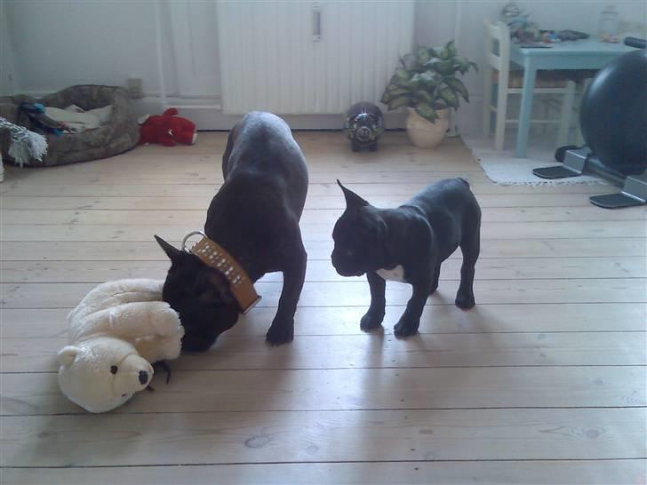 Fransk bulldog Ducal - Ej Eddie det er min bamse den der... billede 4