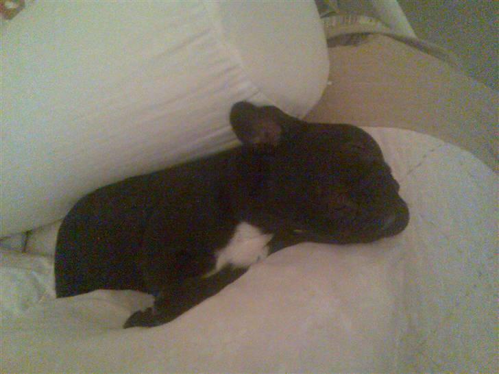 Fransk bulldog Ducal - Drømmeland igen... billede 5