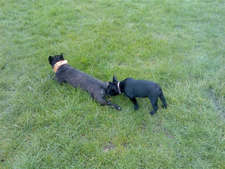 Fransk bulldog Ducal - Hehe jeg ku jo lige nappe Eddie lidt..:) billede 6