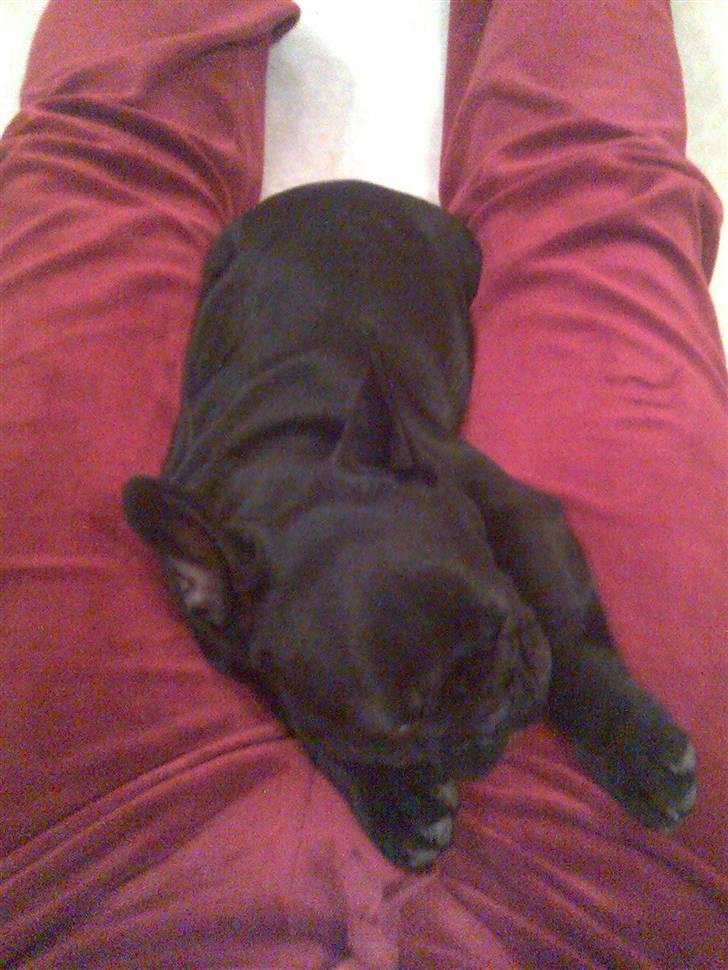 Fransk bulldog Ducal - Så faldt jeg lige om igen... billede 7