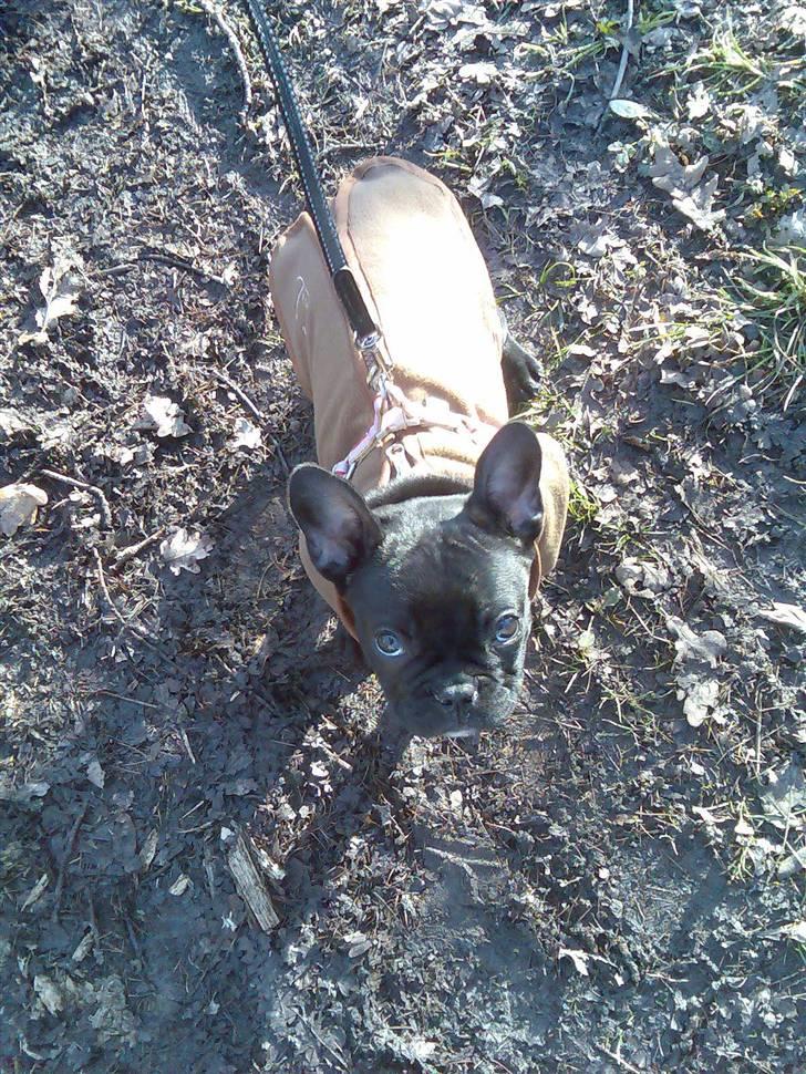 Fransk bulldog Ducal - Moar kan du ikke se jeg ikke orker mere..? billede 8