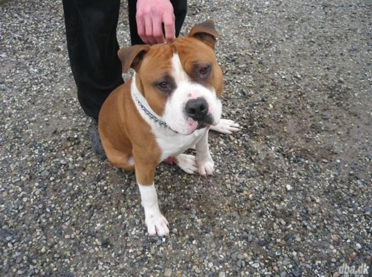 Amerikansk staffordshire terrier Proud Of Asya *Elsket og Savnet for Evigt* - Min smukke far, Simba billede 10