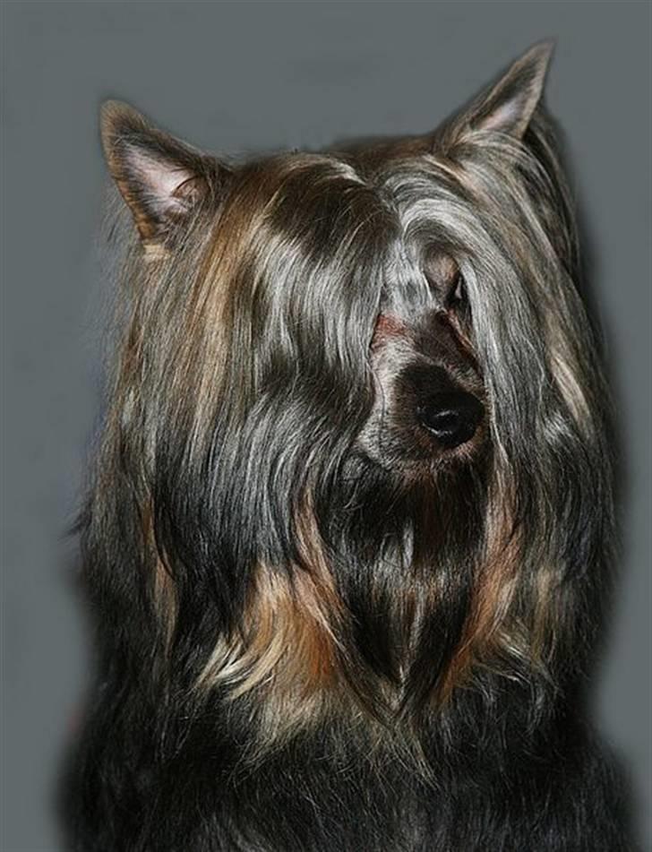 Australian silky terrier Silkylyst's Lorenzo billede 12