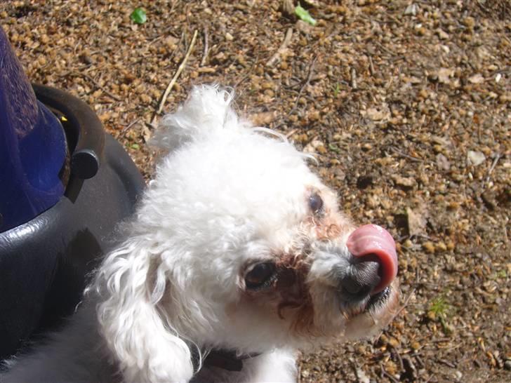 Bichon à poil frisé Puk *R.I.P.* billede 1