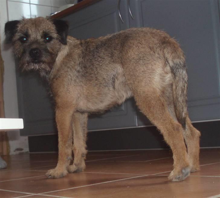 Border terrier Lykke (mors) billede 13
