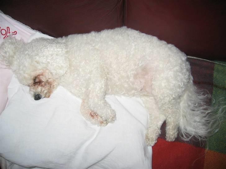Bichon à poil frisé Puk *R.I.P.* - Dejligt at ligge på pude....putte putte putte billede 2