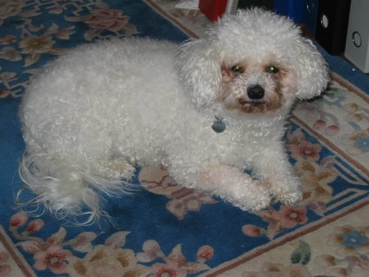 Bichon à poil frisé Puk *R.I.P.* billede 3