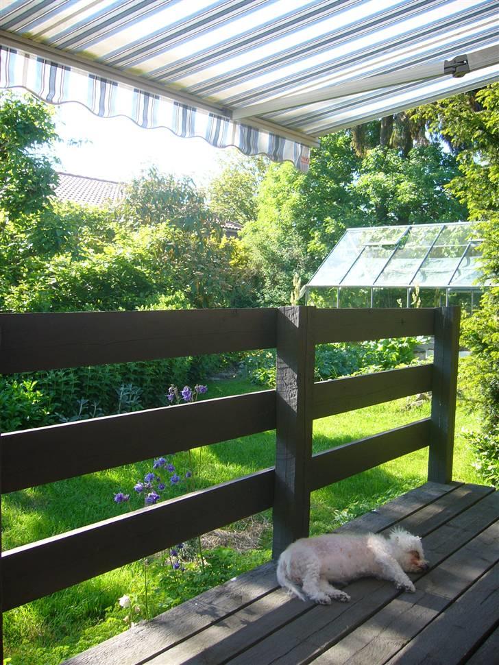 Bichon à poil frisé Puk *R.I.P.* - Sove ude i den friske luft...skønt.. billede 4