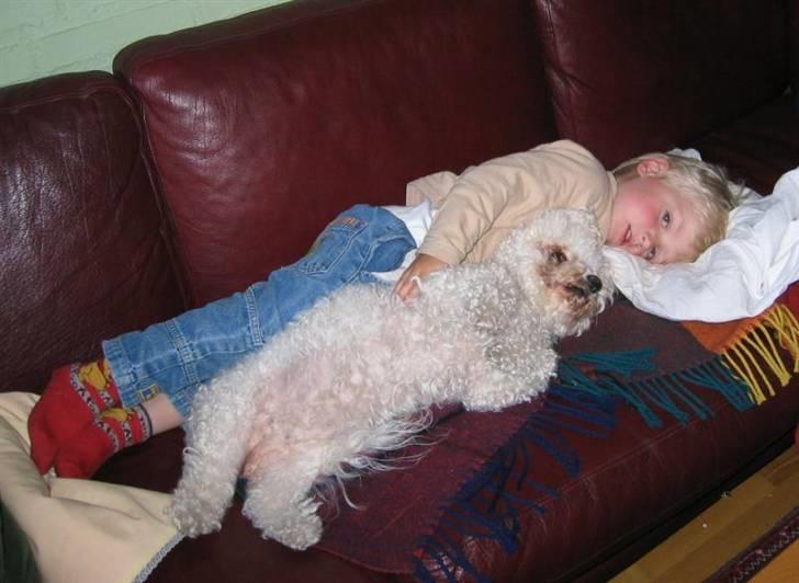 Bichon à poil frisé Puk *R.I.P.* - Puk og min nevø. Var min nevø som var med til at gøre hende vant overfor børn :) billede 5