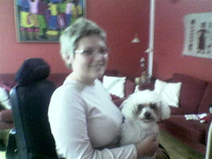 Bichon à poil frisé Puk *R.I.P.* - Puk på skødet af min veninde Sisse. Dejligt med en der vil kæle billede 6
