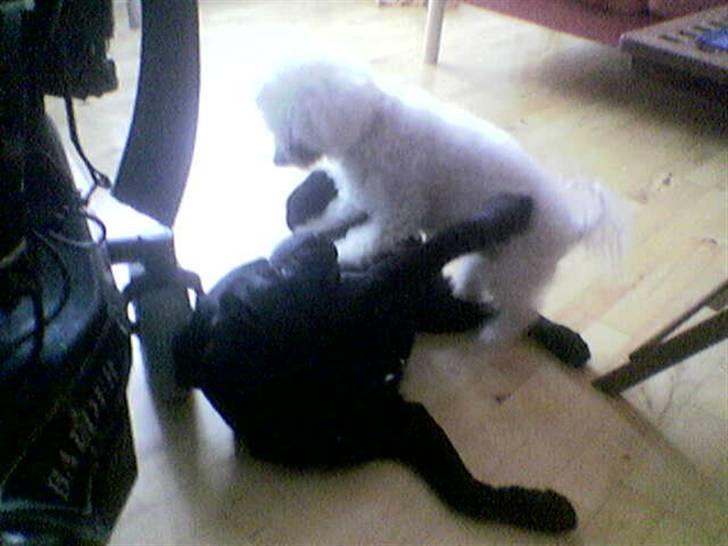 Bichon à poil frisé Puk *R.I.P.* - Kom så Cosmo - vi skal lege! Puk er her så 10-11 år og Cosmo omkring 1-2 år...hun blev helt ung i hans selskab..hehe. billede 7