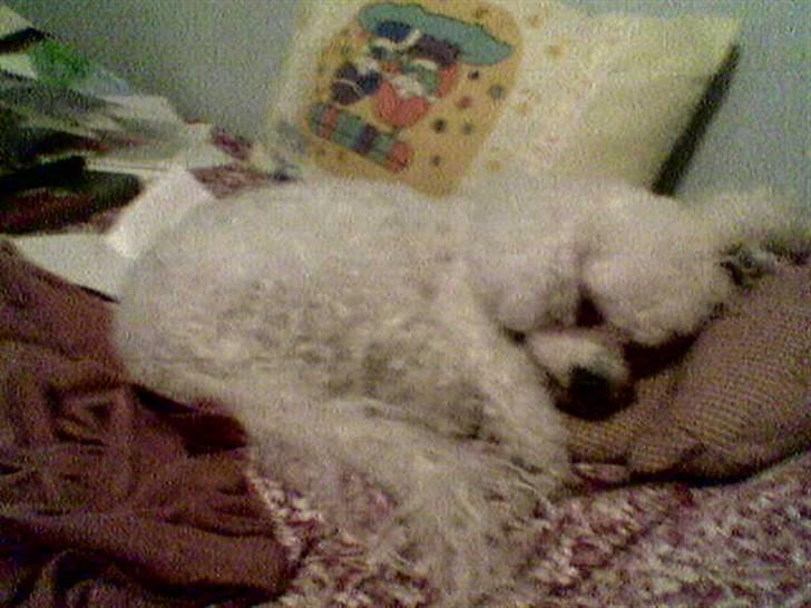Bichon à poil frisé Puk *R.I.P.* - Putte putte putte billede 8