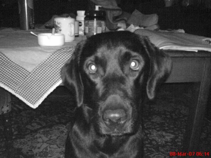 Labrador retriever Freja RIP billede 13