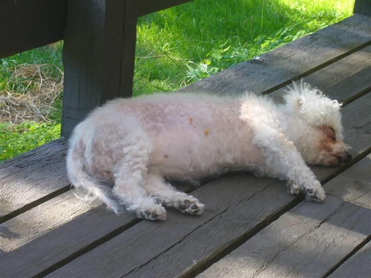 Bichon à poil frisé Puk *R.I.P.* billede 9