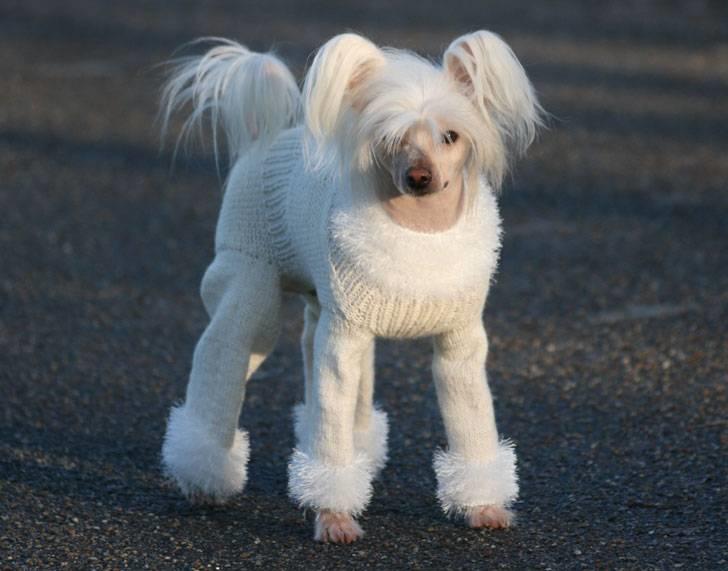 Chinese crested hårløs Silas - Silas i sin nye fine heldragt (1/12-09) billede 29