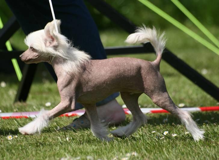 Chinese crested hårløs Silas - Silas til sit første skue - Vadum. Han er 13 uger billede 30