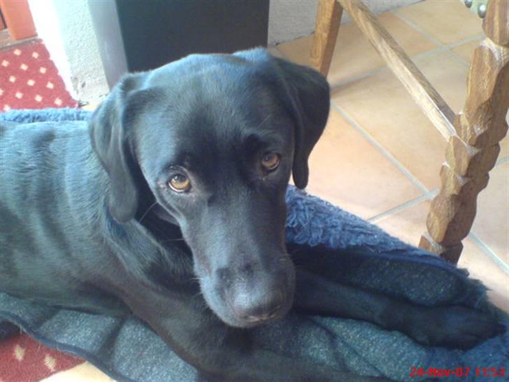 Labrador retriever Freja RIP billede 14