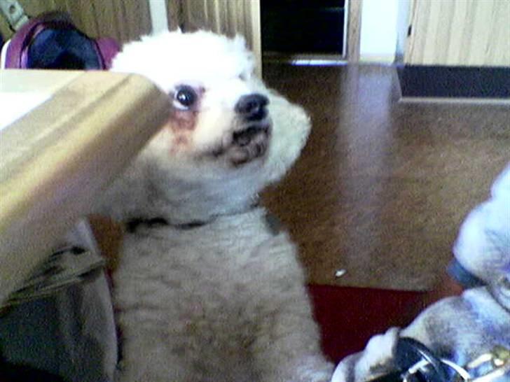Bichon à poil frisé Puk *R.I.P.* - Jeg vil gerne snart ha en bid til at det æble...vi skal jo dele billede 10