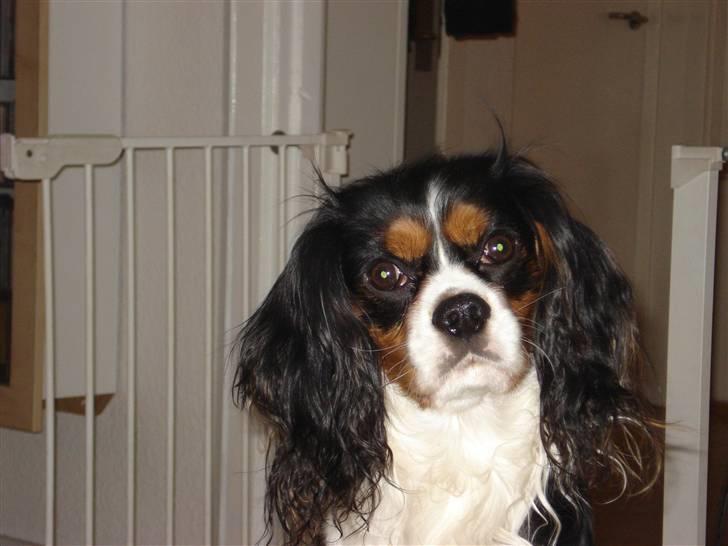 Cavalier king charles spaniel Dinho - Min smukke Dinho billede 1