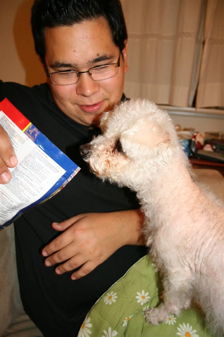 Bichon à poil frisé Puk *R.I.P.* - Puk og min kæreste Simon - og Puks yndlingsgodter. Hun blev lidt meget forkælet op til hun desværre skulle aflives :( billede 11