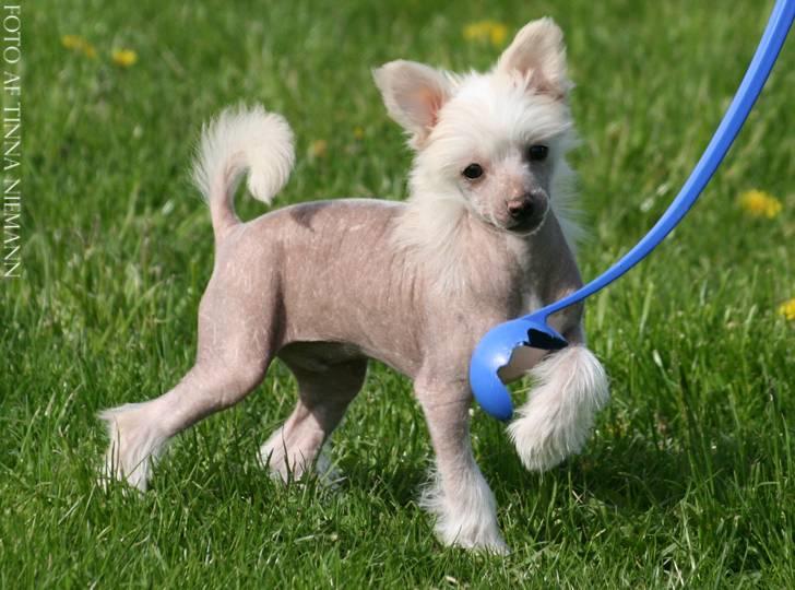 Chinese crested hårløs Silas - 11 uger billede 31
