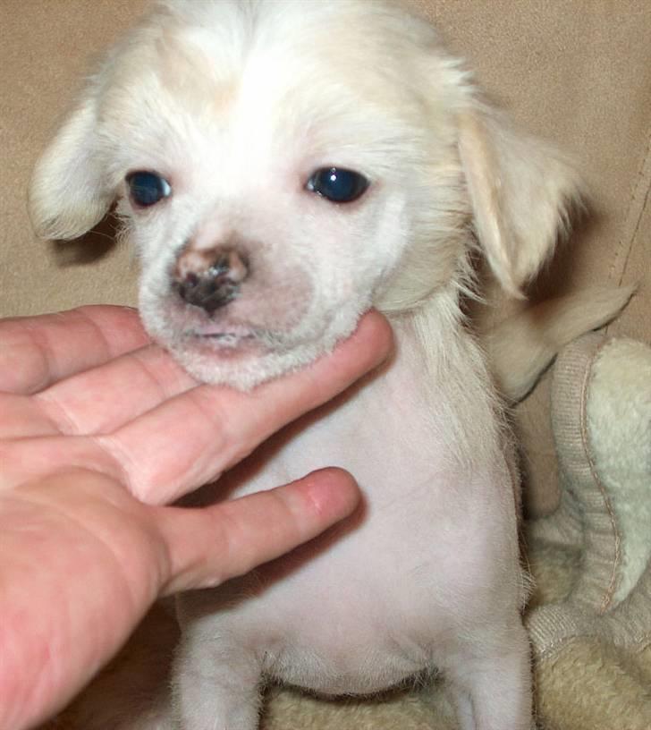 Chinese crested hårløs Silas - 5 uger - billedet jeg blev forelsket i billede 32