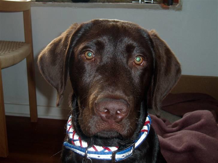 Labrador retriever Anton - Var det sådan jeg skulle sidde mor??   Anton 4 mdr. billede 2