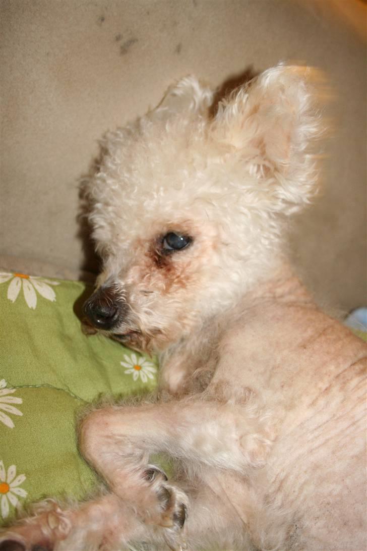 Bichon à poil frisé Puk *R.I.P.* billede 12