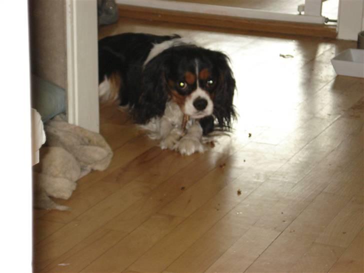 Cavalier king charles spaniel Dinho - Dinho nyder et dejligt kødben billede 2