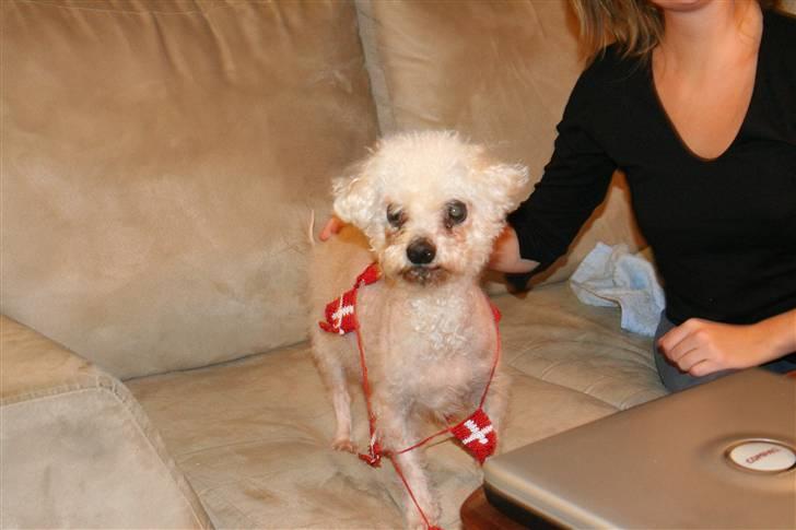 Bichon à poil frisé Puk *R.I.P.* - Sgu strengt hvad man skal stå model til - flag på kroppen...hov har Simon godbidder derovre? billede 13