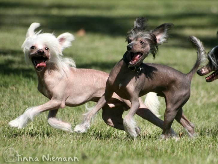 Chinese crested hårløs Silas - Silas og hans kuldbror Sicki - bestemt ikke som 2 dråber vand ;D *23 Juli 08* billede 33