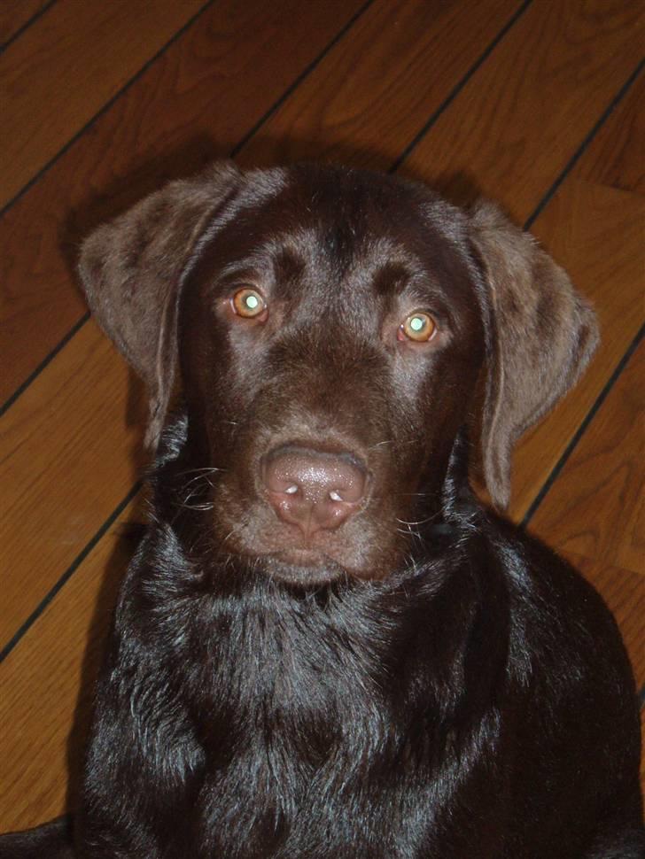 Labrador retriever Anton - Åhhh mor får jeg ikke snart mad??   Anton 4 mdr. billede 3
